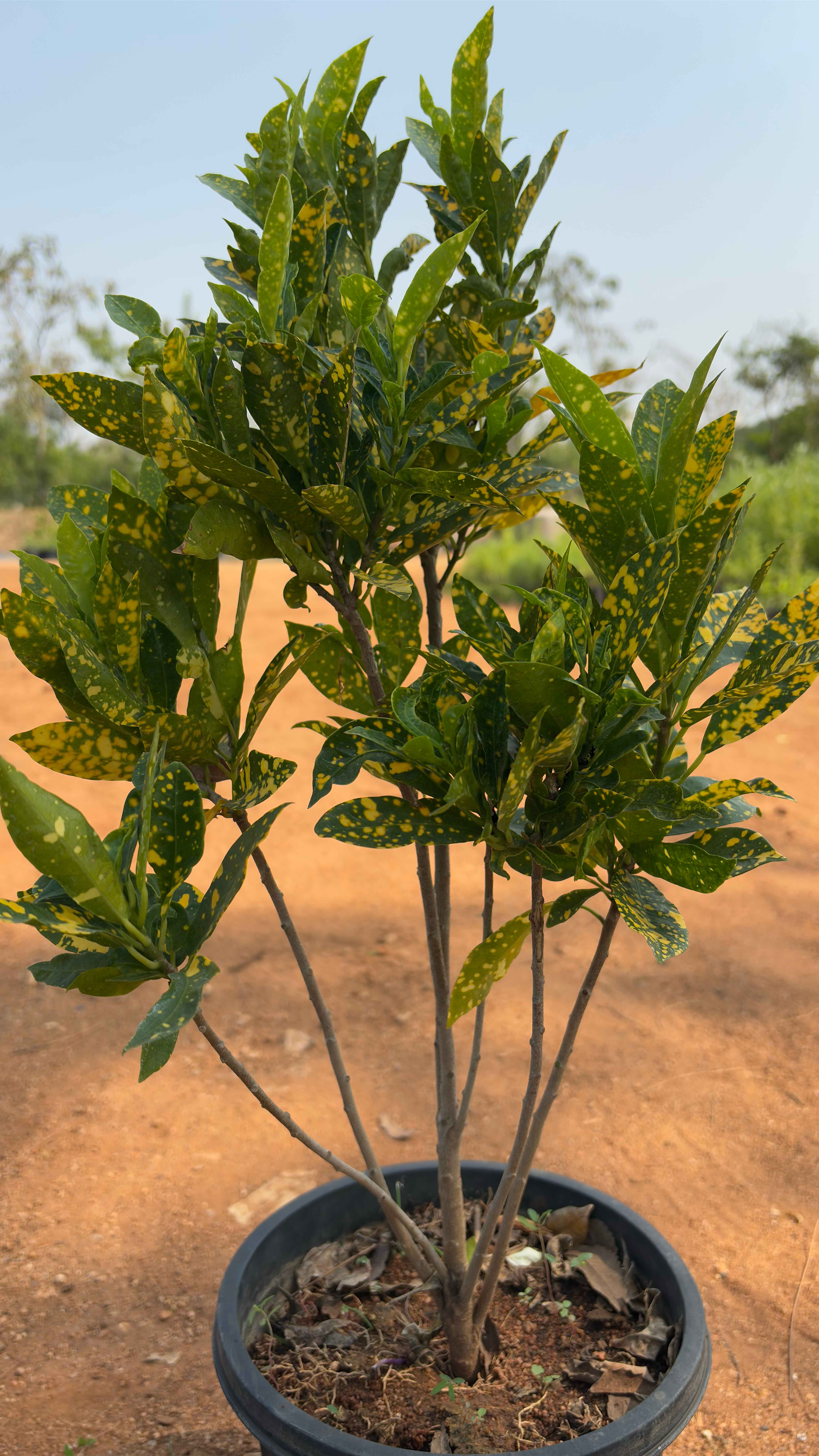 Gold dust croton